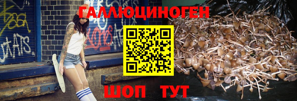 Минусинск  Псилоцибиновые грибы Psilocybine cubensis  Вход с VPN  Псилоцибиновые грибы мицелий 